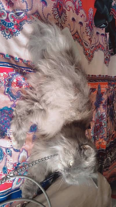 not  for sale ya exchej