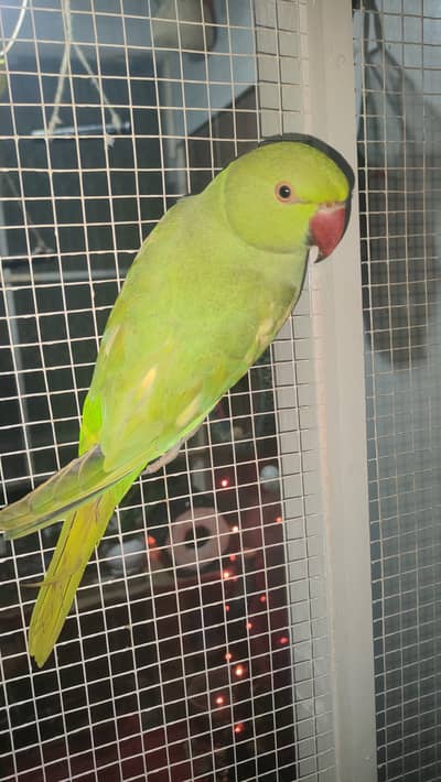 Ringneck parrot