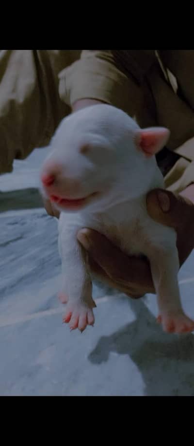 sherazDoGCentre