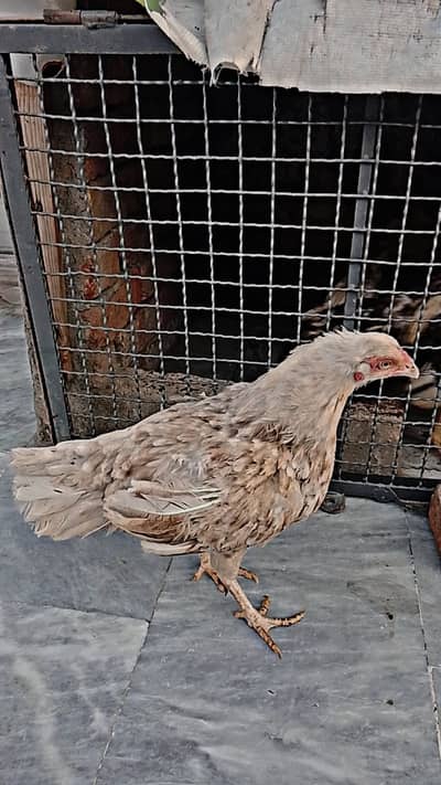 Aseel Hens