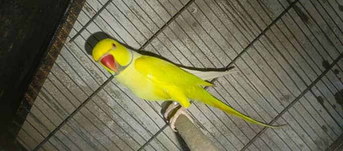Blue,Lace Wing & Albino Splits Ringneck Pairs
