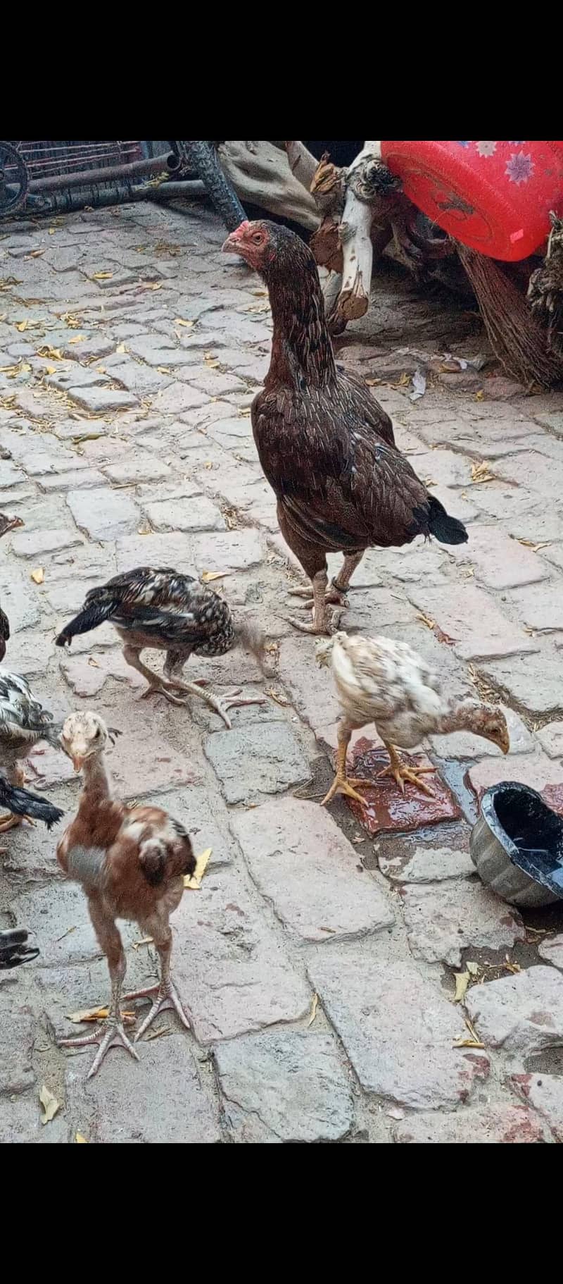 Aseel chicks 1