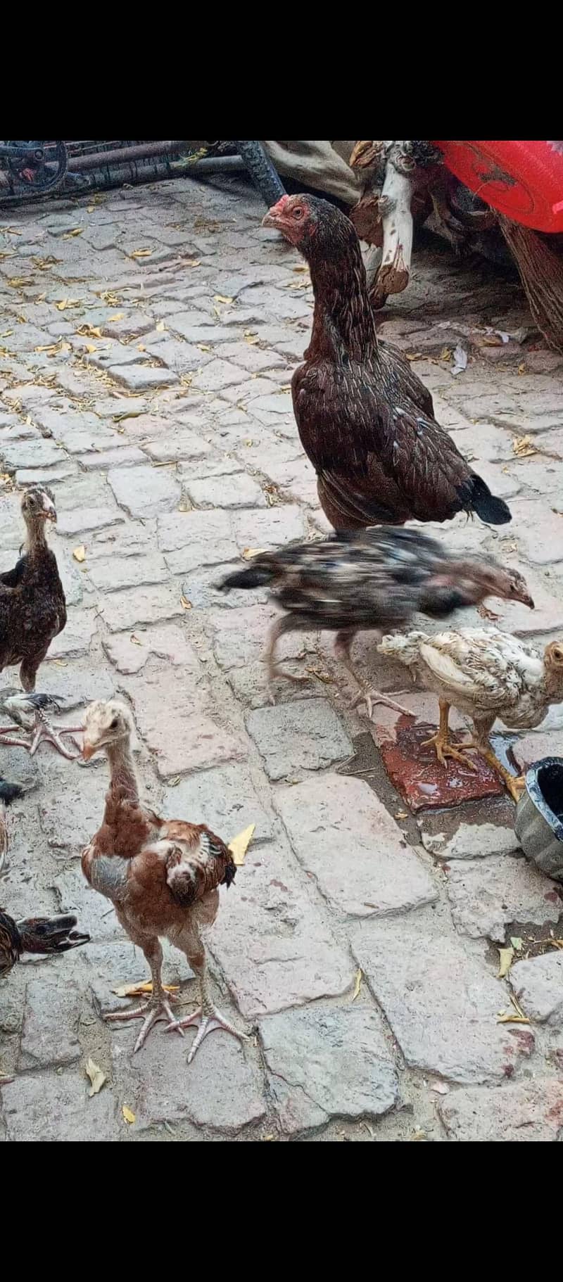 Aseel chicks 2