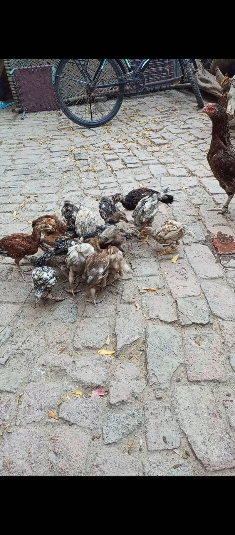 Aseel chicks 3