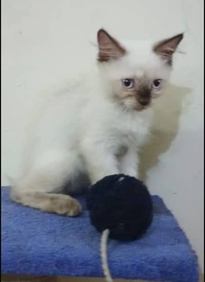 Long Coat Himalayan Kittens – Ready for New Homes