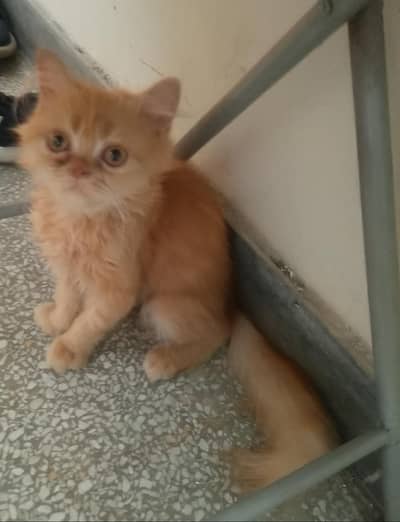 Persian Female Kitten