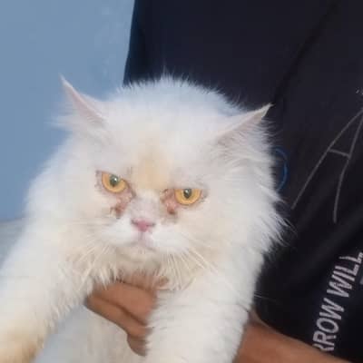 I'm selling my Persian male
