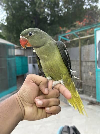 Olive Pahari (Raw Parrot)