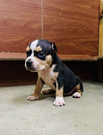 American Bully Puppies
