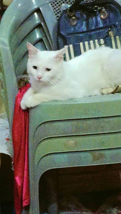 Persian cat