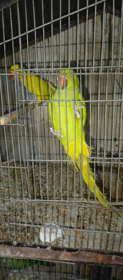 Blue,Lace Wing & Albino Splits Ringneck Pairs