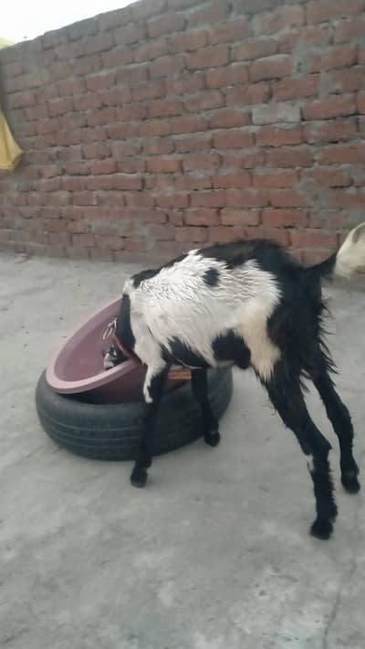 Taddy bakra for sale