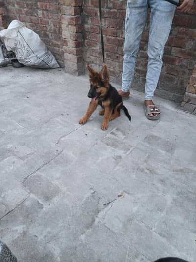 german shepherd puppy
