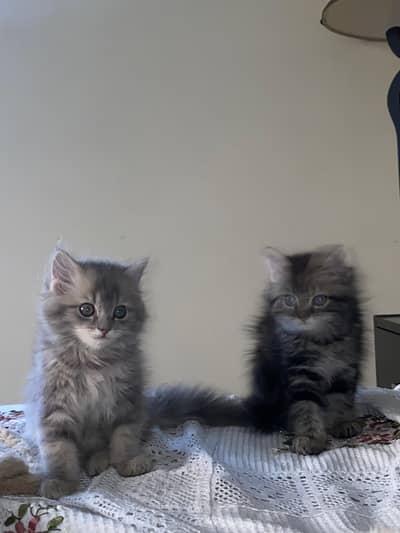 SILVER COLOURED CAT