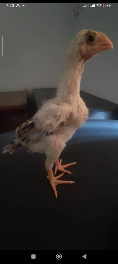 indian parrot beak long tail chicks / blue shamo chicks
