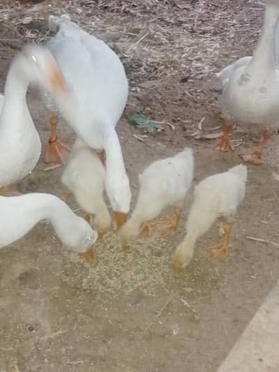 white dux