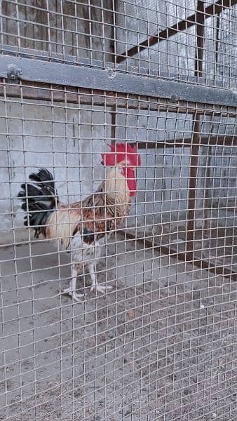 Misir Cock