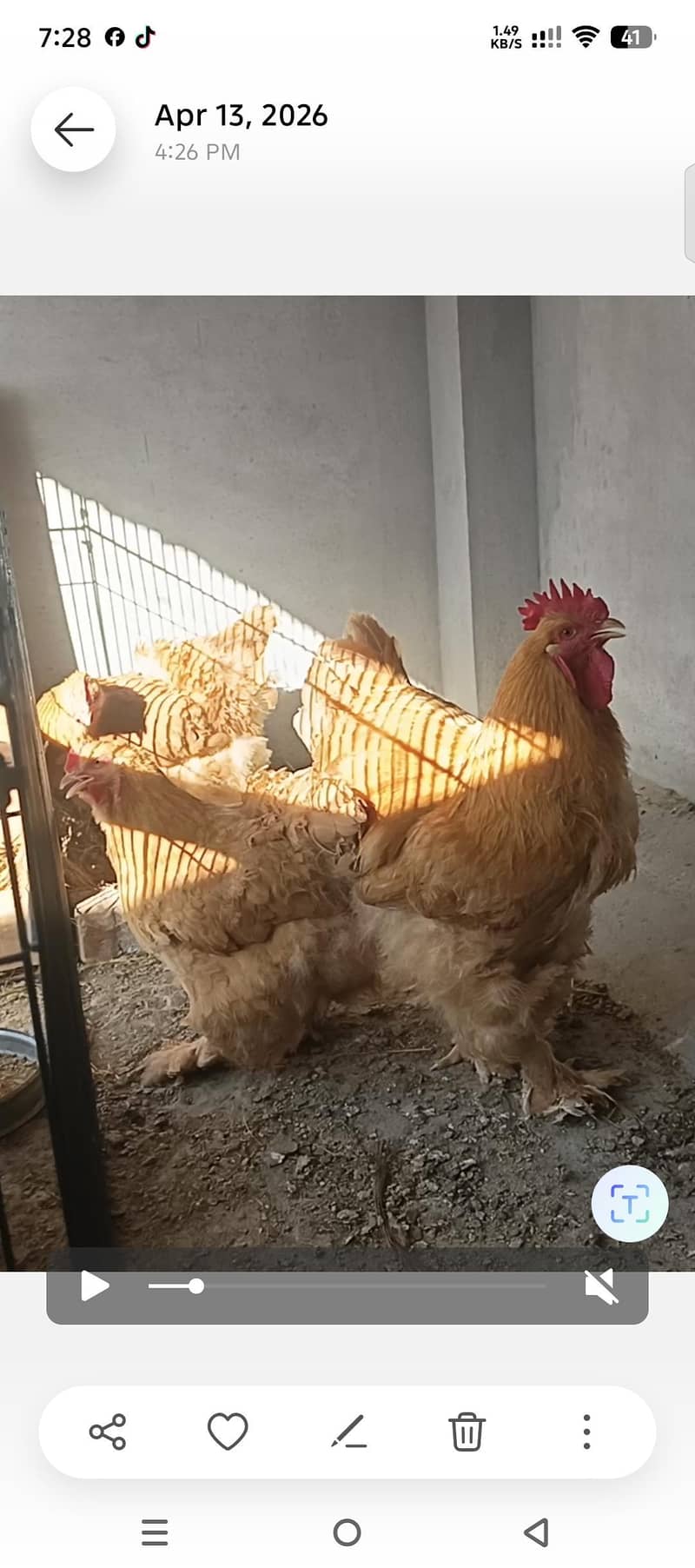 golden buff 0