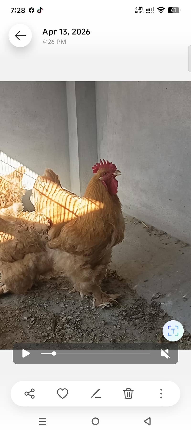 golden buff 1