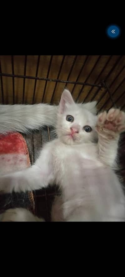 Persin Cats pair with babies