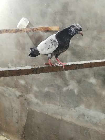 Baby pigeon for sale