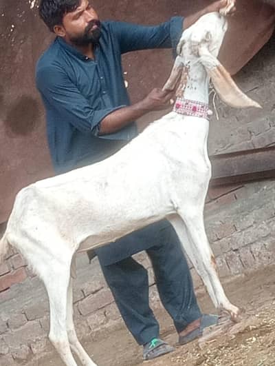 Makhi cheeni Gabn bakri sale