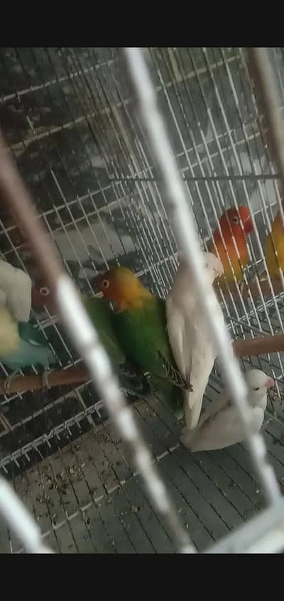 love birds