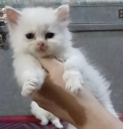 Persian kittens