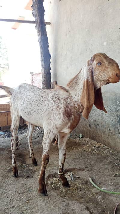 Pure DG khan Breed.