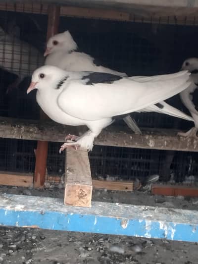 Sherazi kabootar for sale