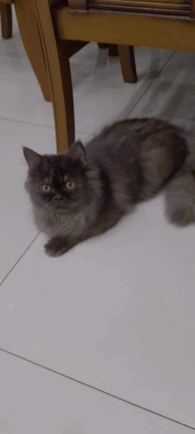 grey and white colour