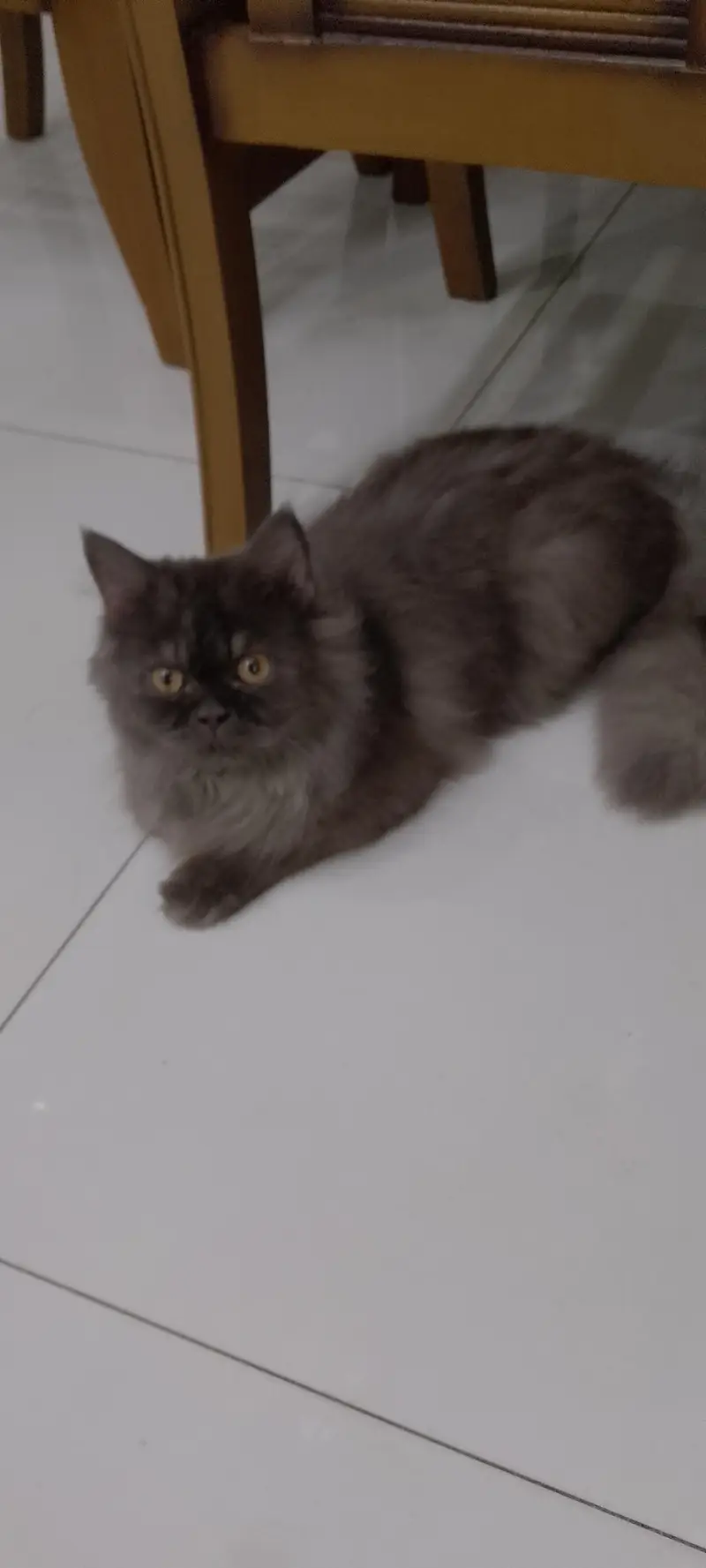 grey and white colour