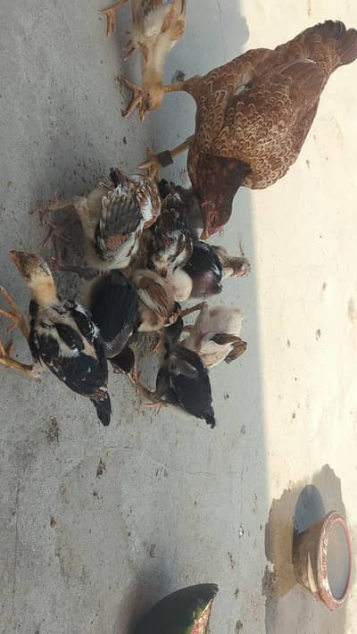 aseel chick
