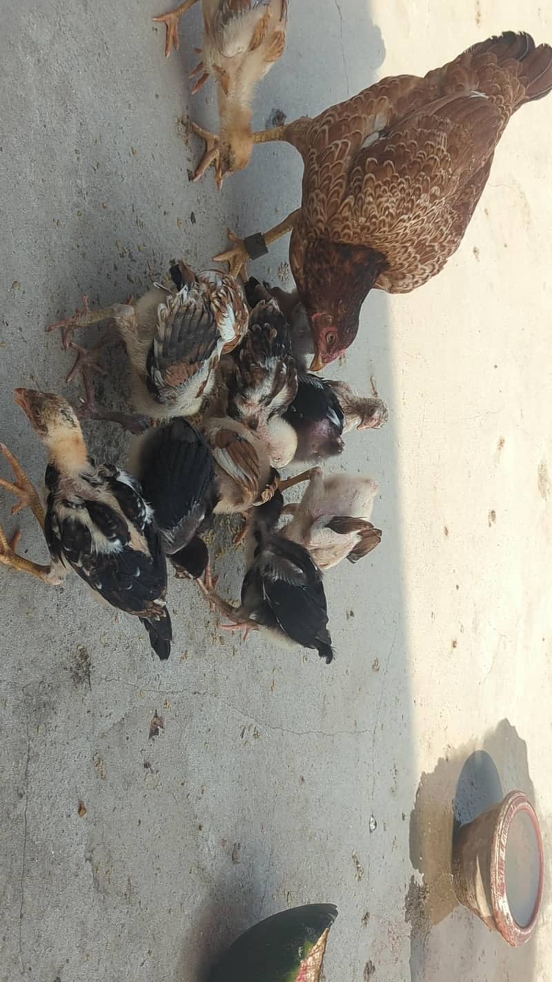 aseel chick 2