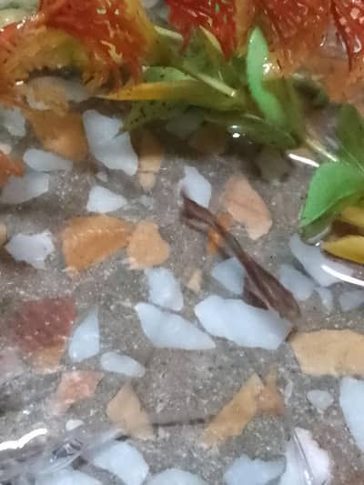 Fishes for you