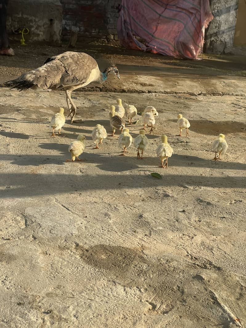 Peacock chicks 0
