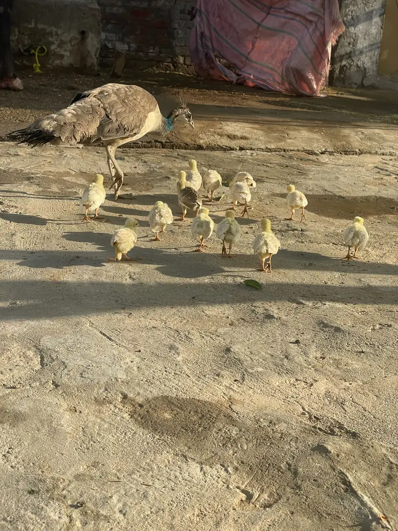 Peacock chicks