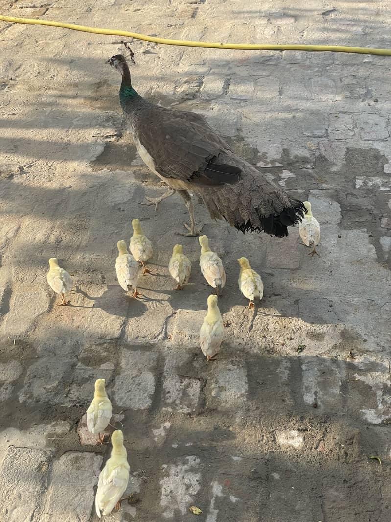 Peacock chicks 1