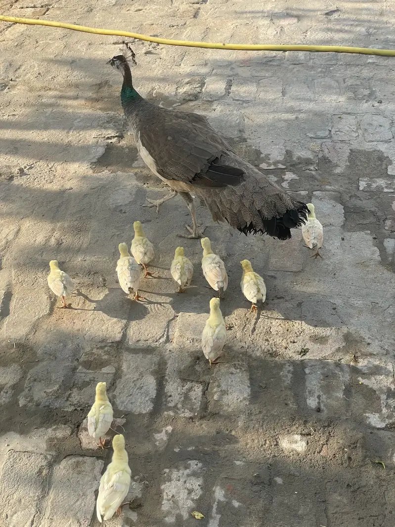 Peacock chicks — photo 2