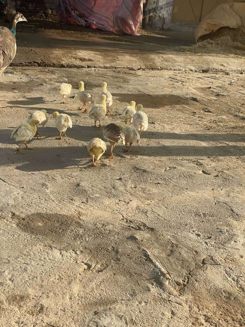 Peacock chicks 2