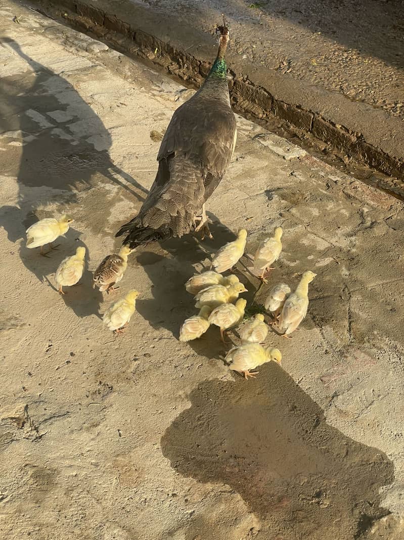 Peacock chicks 3