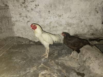 heera male mainwali female