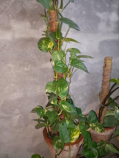 Money Plant | Plant Wine | Pot