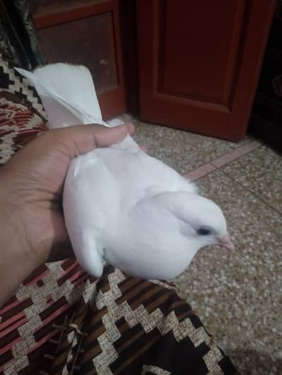 3 pigeon chicks and 1 male sheerazi for sale