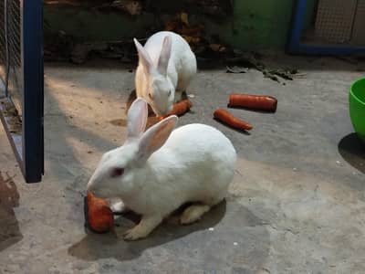 2 pairs, White Rabbits red eye