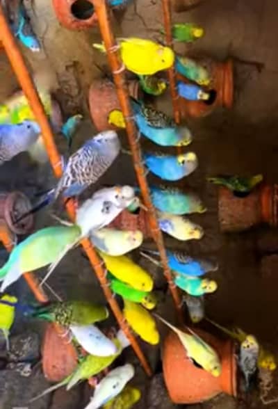 Australian parrot