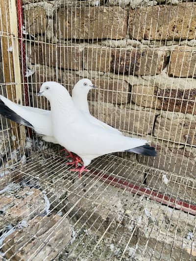 Breeder Pigeon full setup