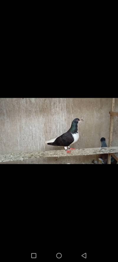jet black pure sherazi male