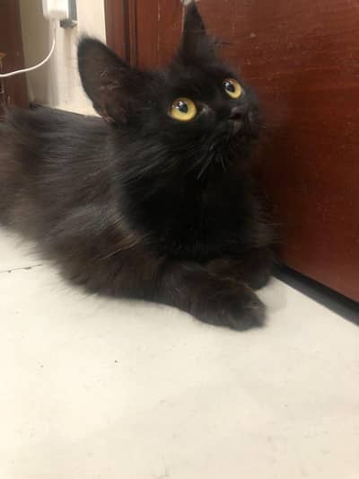 black triple coated Persian male cat