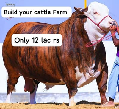 Cattle farm house